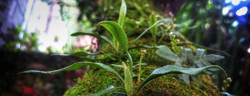 Unauth title asiWUXcH